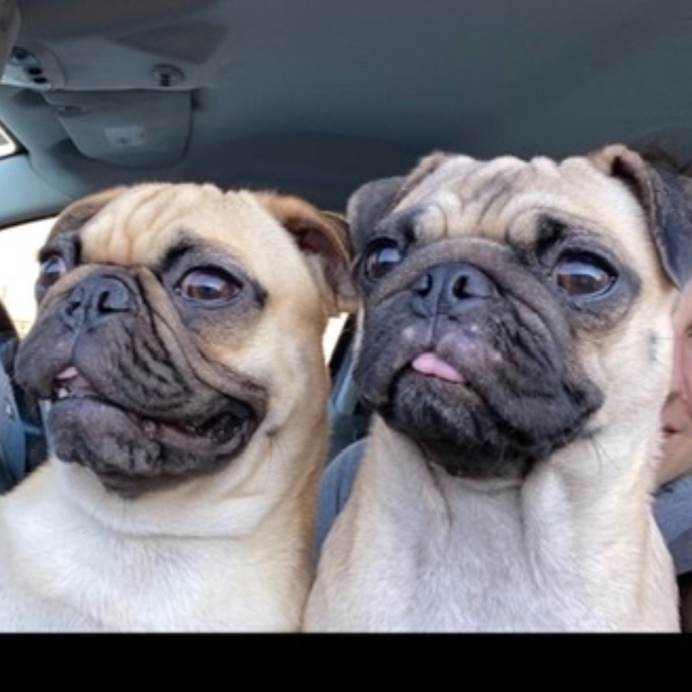 Meet your Posher, Rose